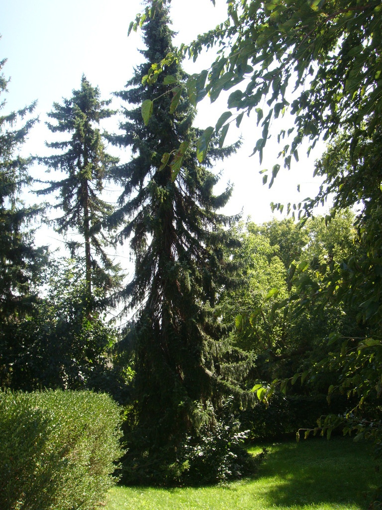 Trees in the Backyard