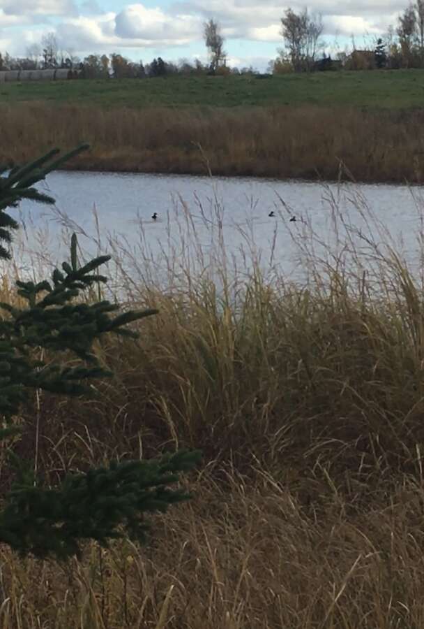 Waterfront lot on highway 15 and collins lake road