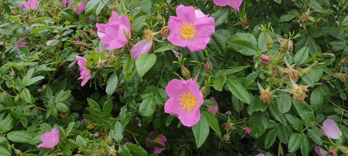 Wild roses in the meadow