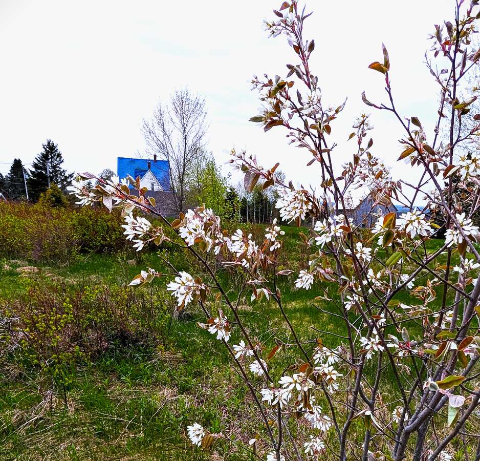 Acreage Living with Town Services and Amenities