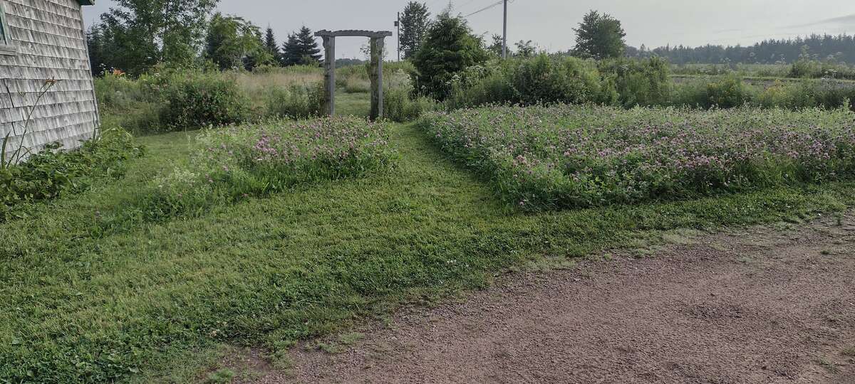 Arbour an clover path leading to meadow