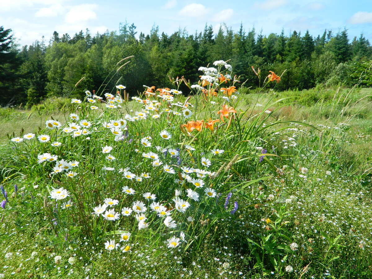 Meadow flowers