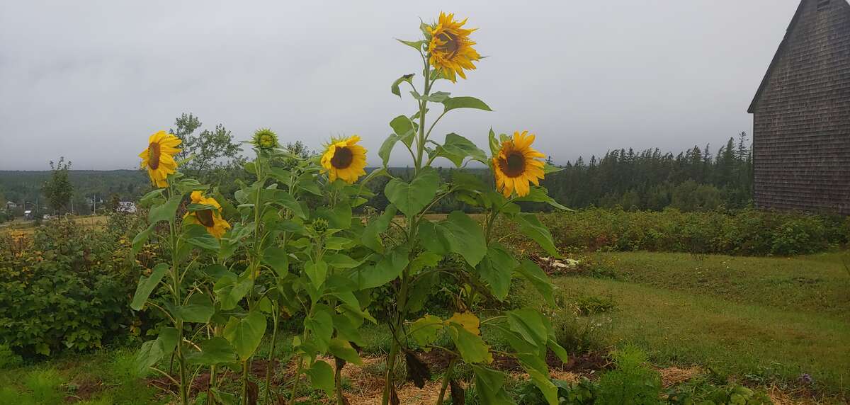 Sunmdflowers  in September
