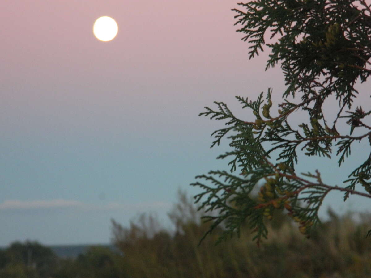 Moon over  the side garden