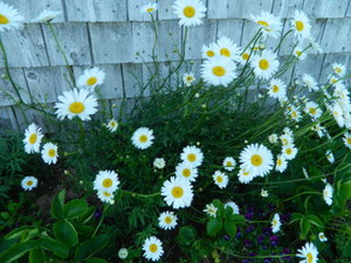 Daisies by the garage