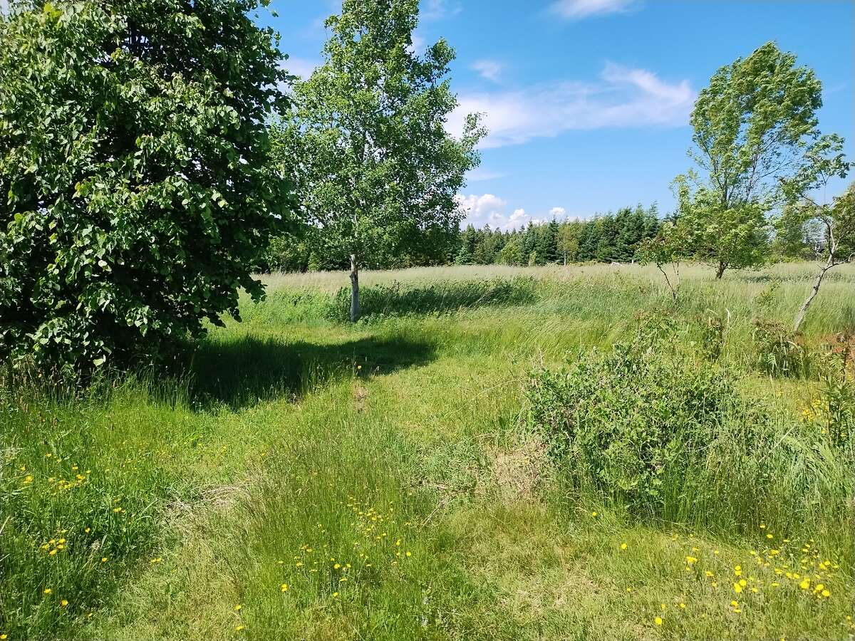 Path through the meadow to the Labyrinth