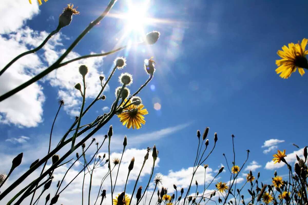 Flowers in the meadow