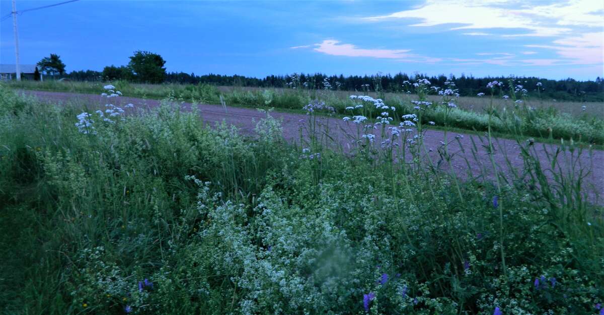 Wild flowers by the driveway