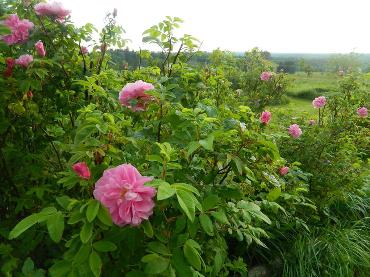 Rose bushes