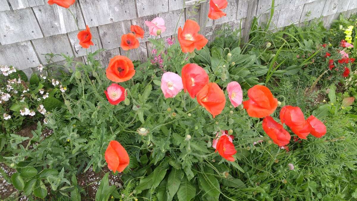 Poppies by the garage