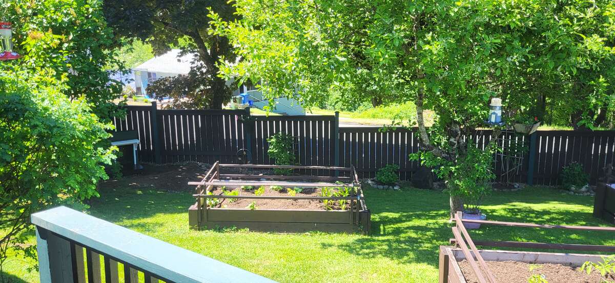 Three vegetable gardens in the back yard