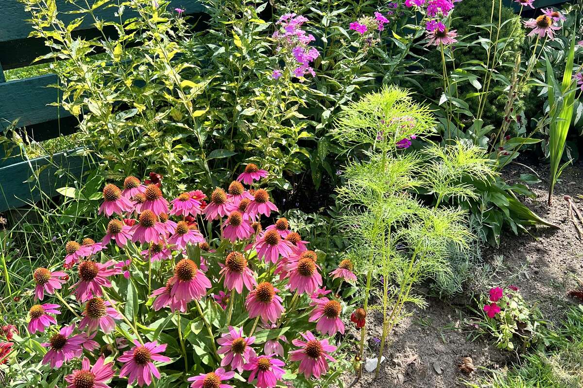 Beautiful garden bordering front yard fence