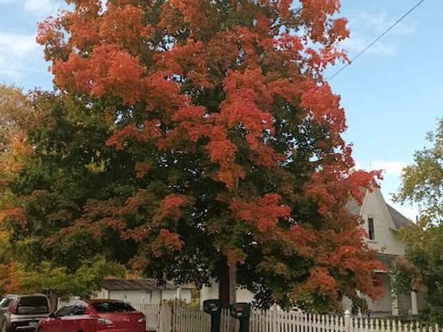Beautiful Fall foliage of oak trees