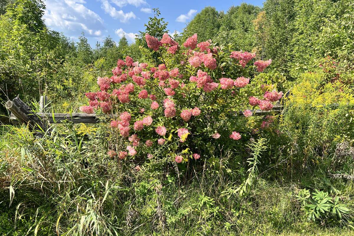 Back yard fence