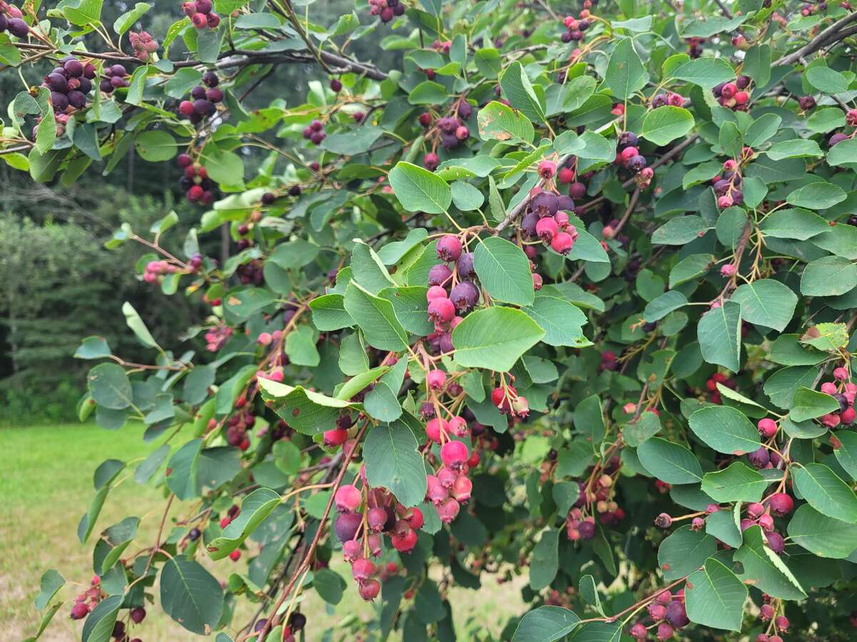 Saskatoon berry bush