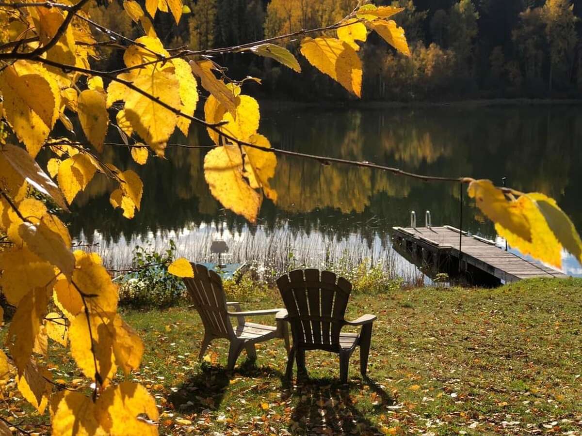 Golden birch