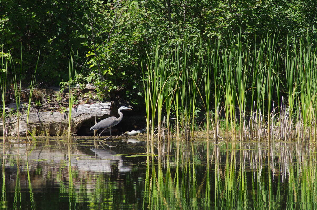 Many Wildlife Birds