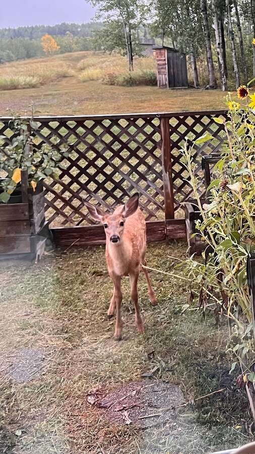 Fawn in garden