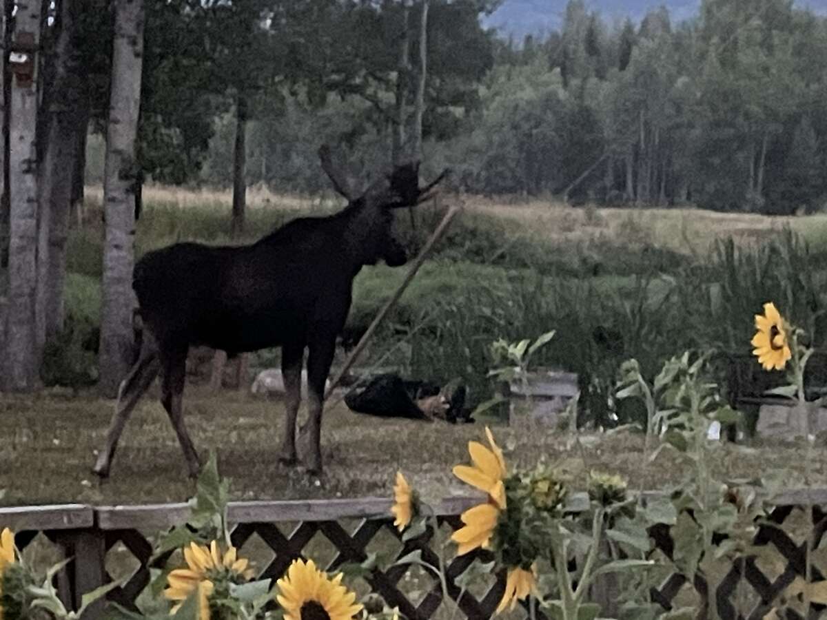 Moose and pond
