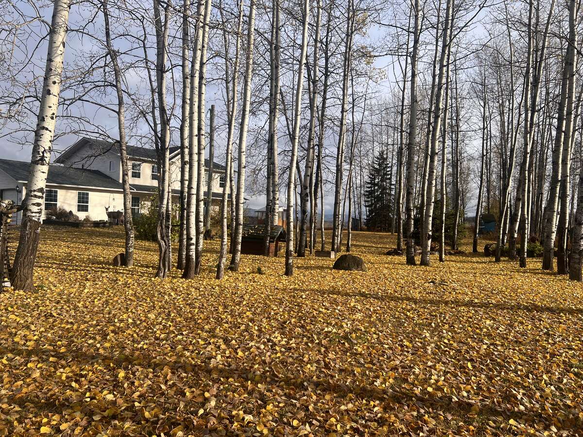Fall and deer