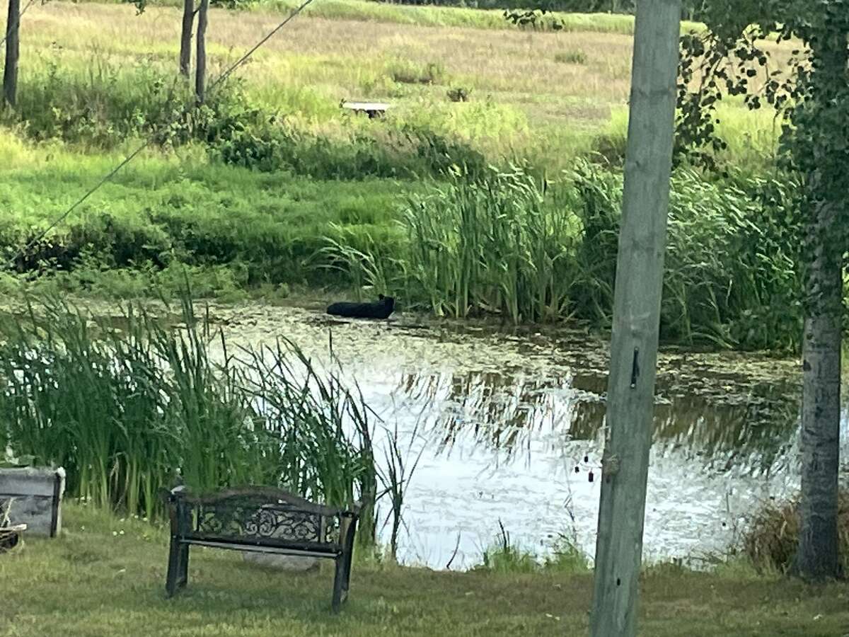 Bear in pond