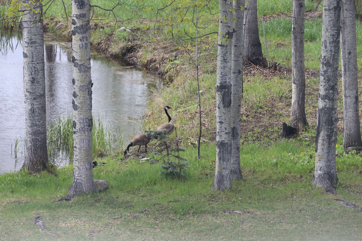 Pond and Canadian geese w goslings