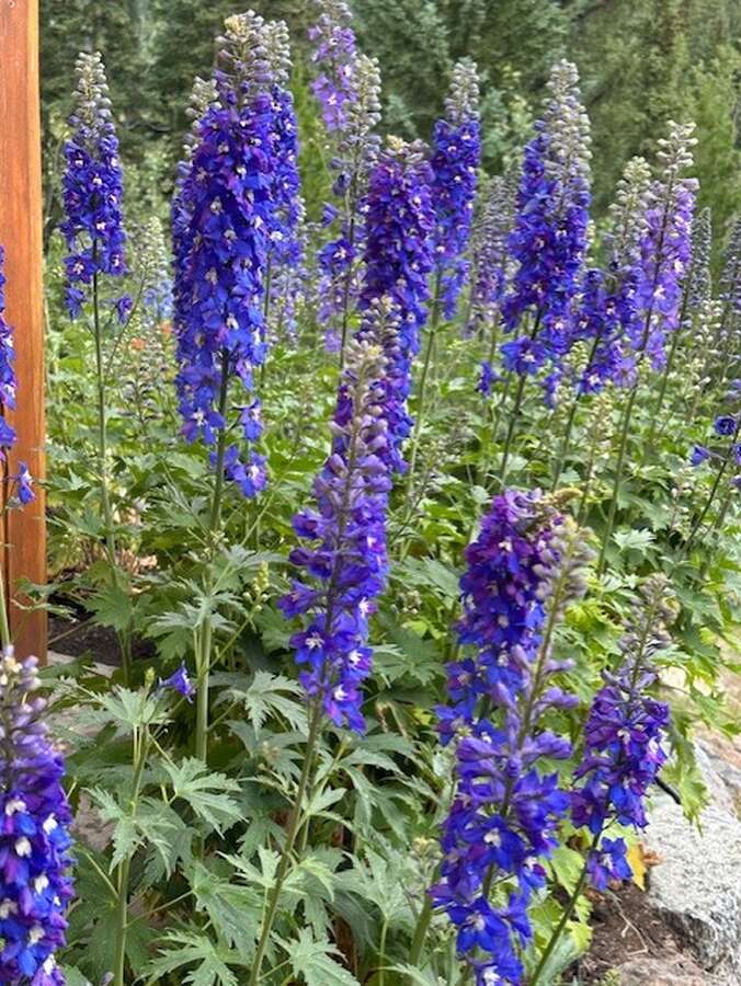 Perennial Garden