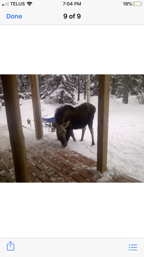 Yep came up on the deck for a visit