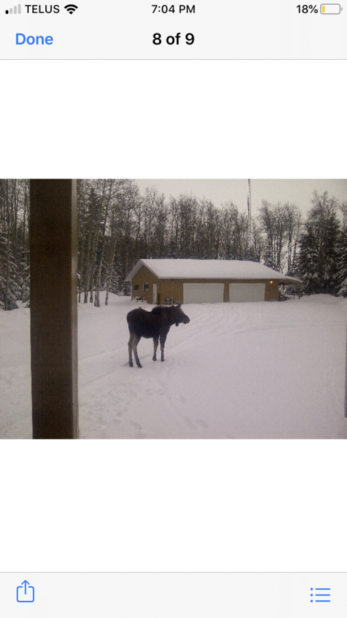 A winter visitor