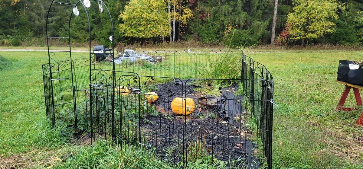 Berry Garden with pumpkins