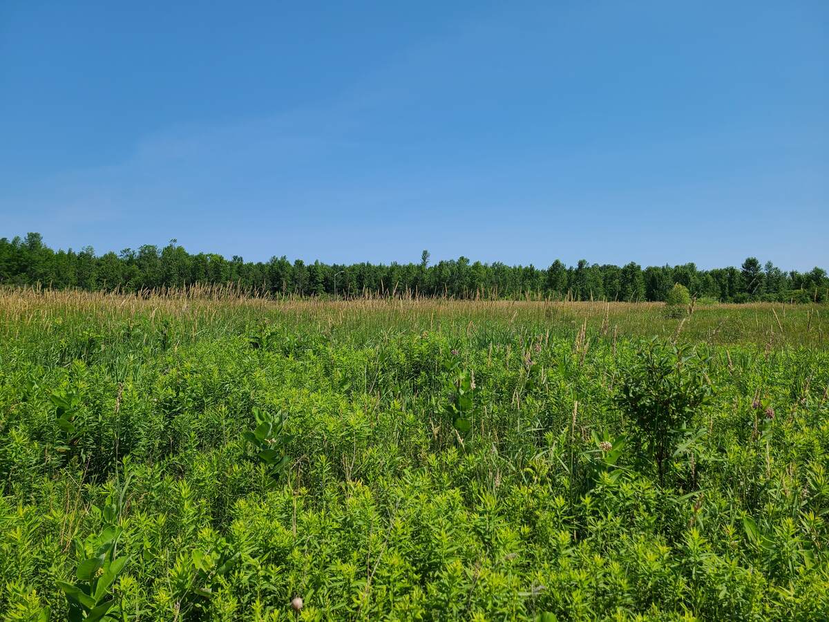View towards lot 12 and forest north of Rockcliffe Estates