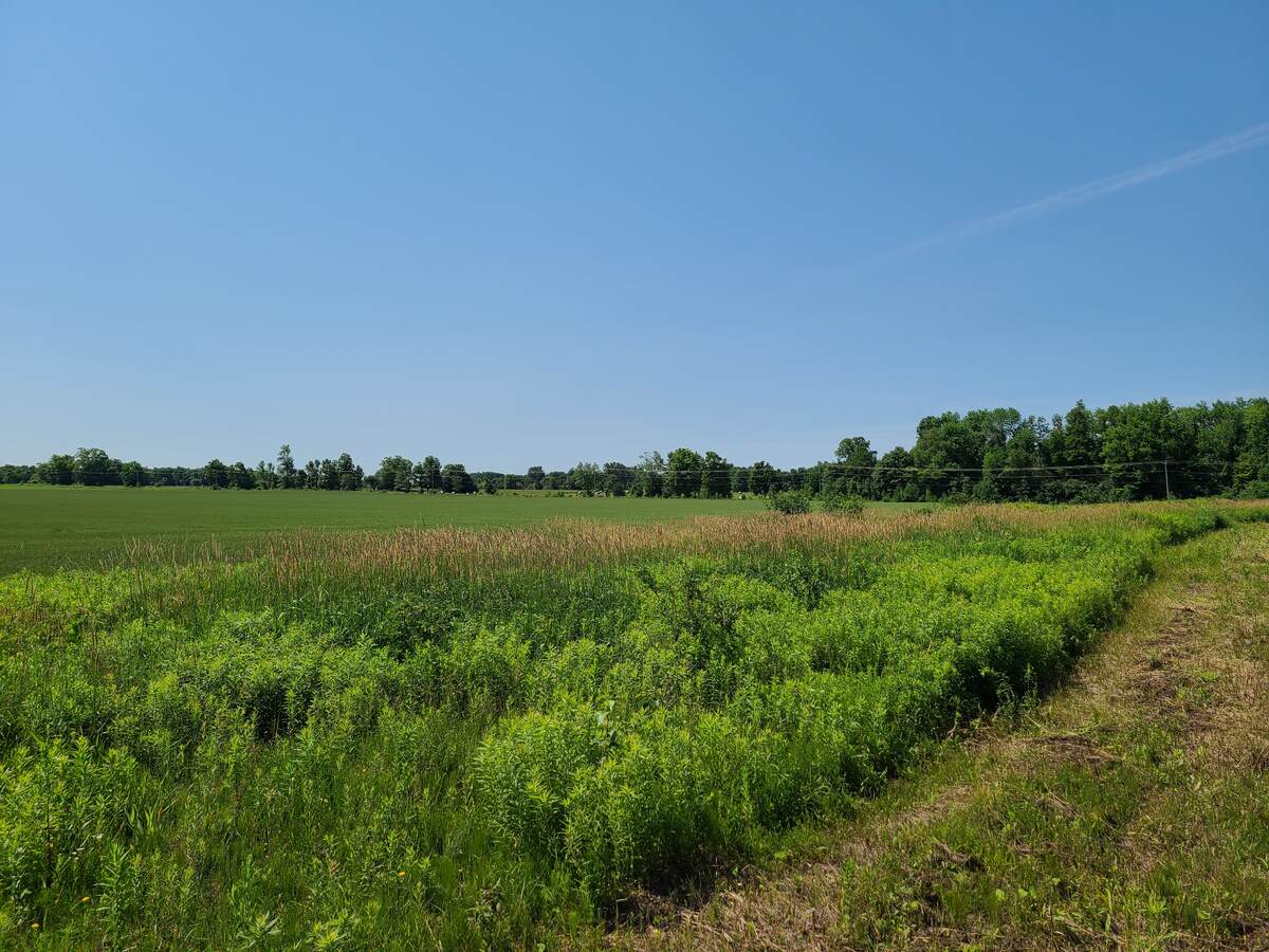 Obscured view of Queen's Bush Road leading to Rockcliffe Estates