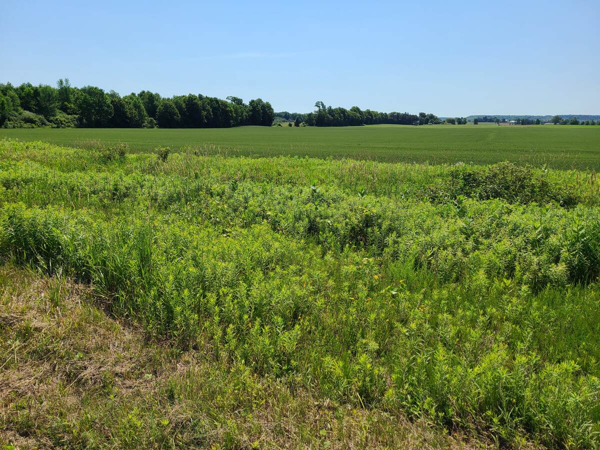 View of forested farm land