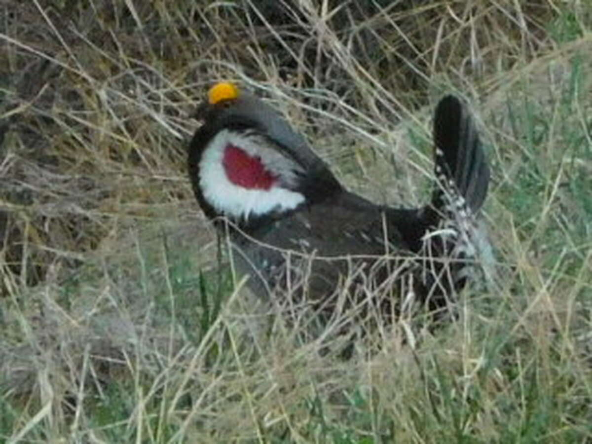 Blue grouse (now Dusky)