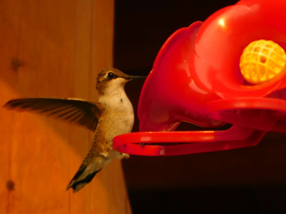 Black-chinned hummer (one of 3 sp on property)