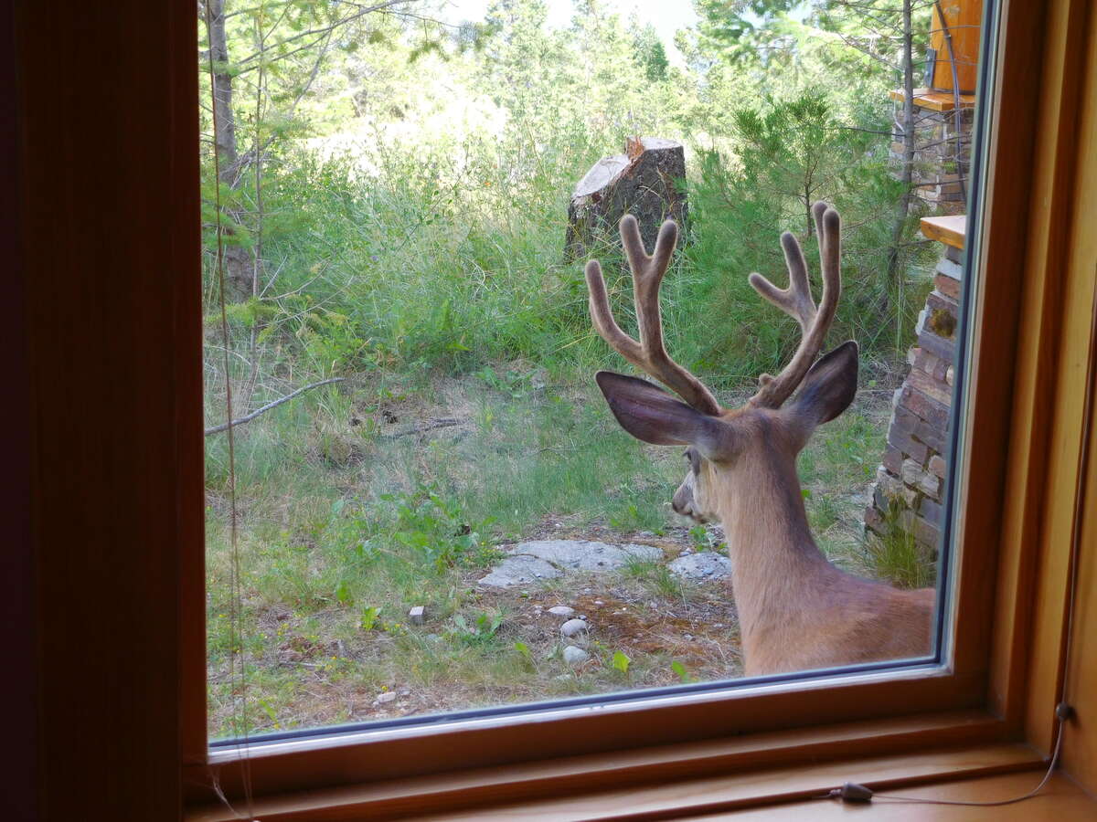 Both types of deer out your doorstep