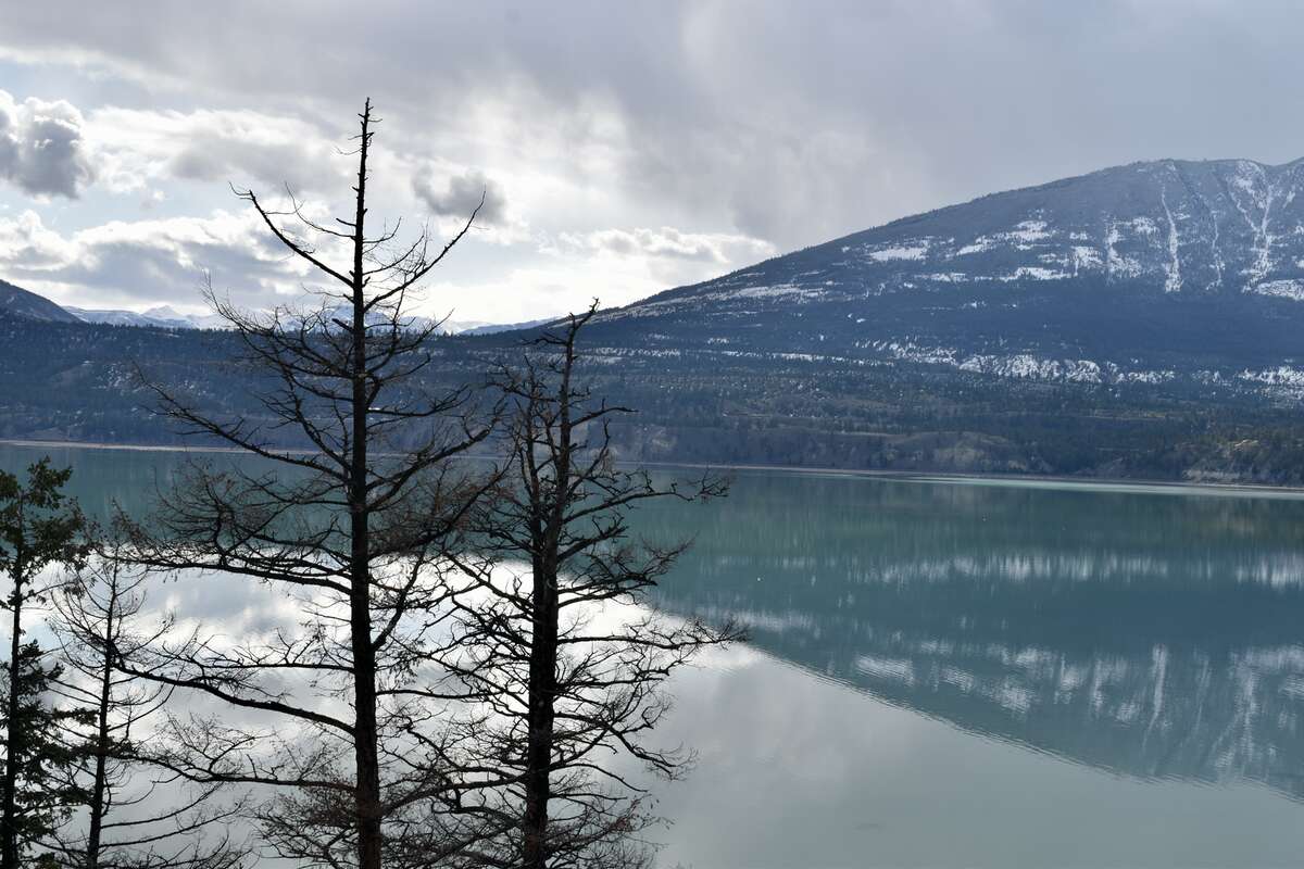 Purcell Mountain Range and eagle tree perch