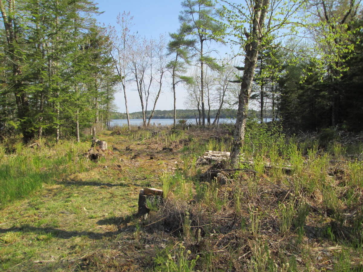 Forest and lakefront privacy!