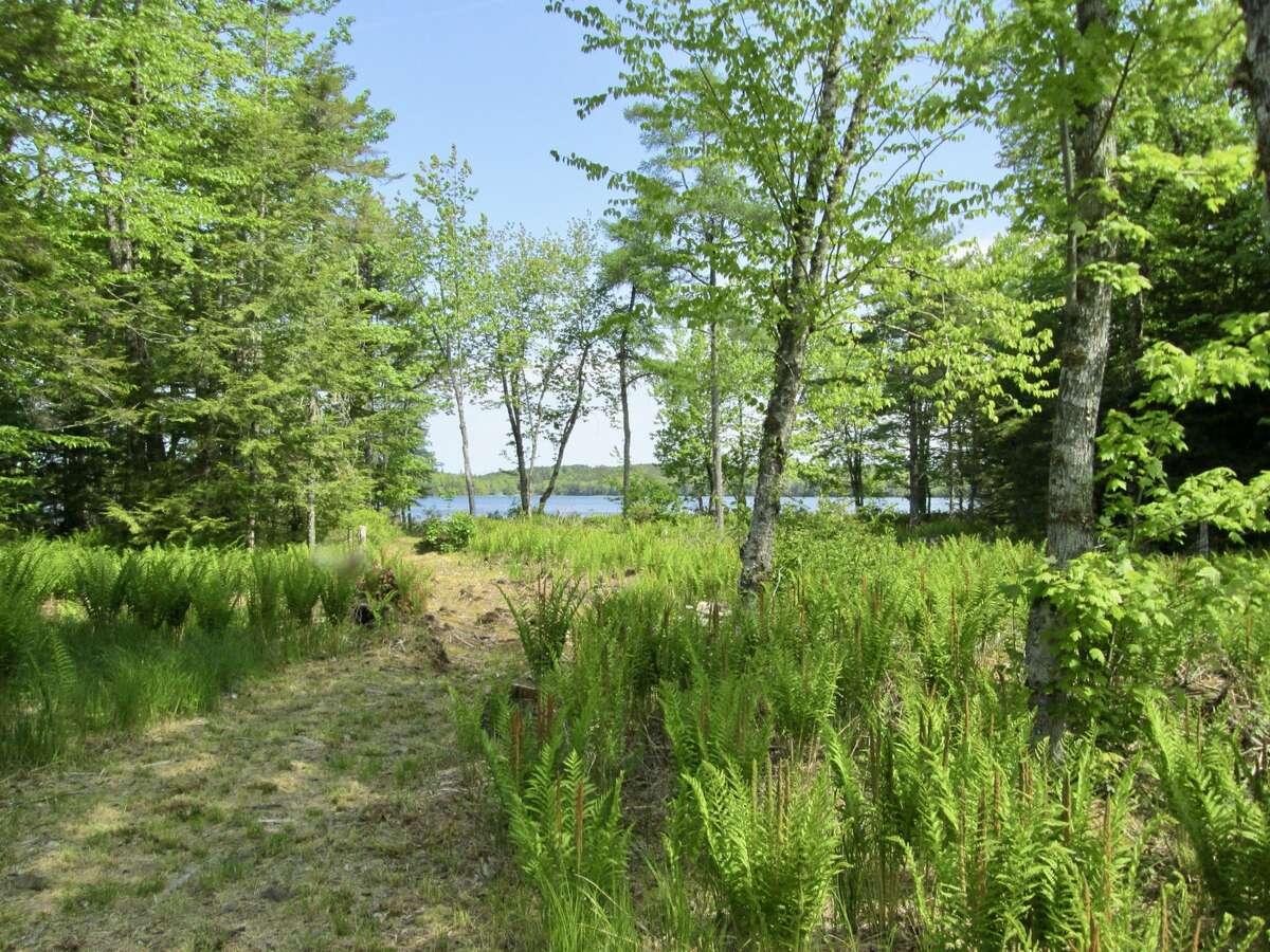 Forest and lakefront privacy!