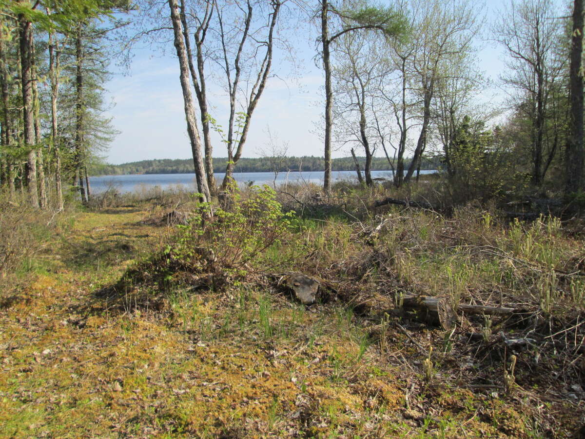 Forest and lakefront privacy!