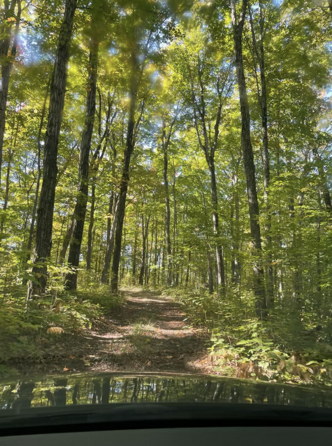 Rare Big Basswood Lakefront