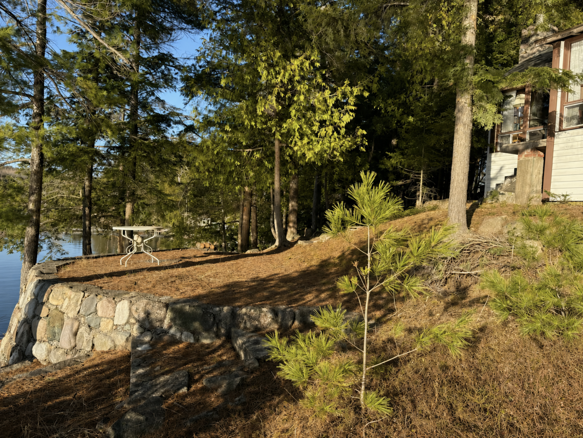 Rare Big Basswood Lakefront