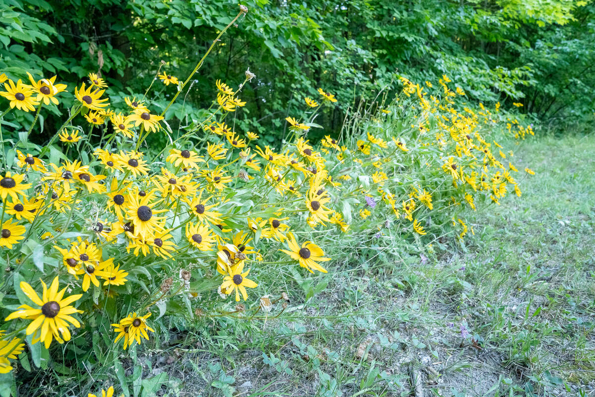 Flowers in Park #1