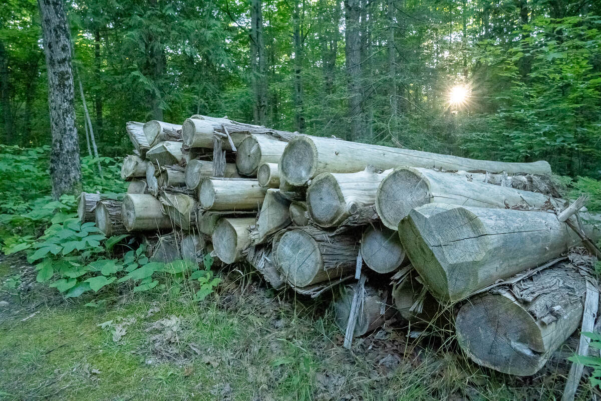Logs in Picnic Area