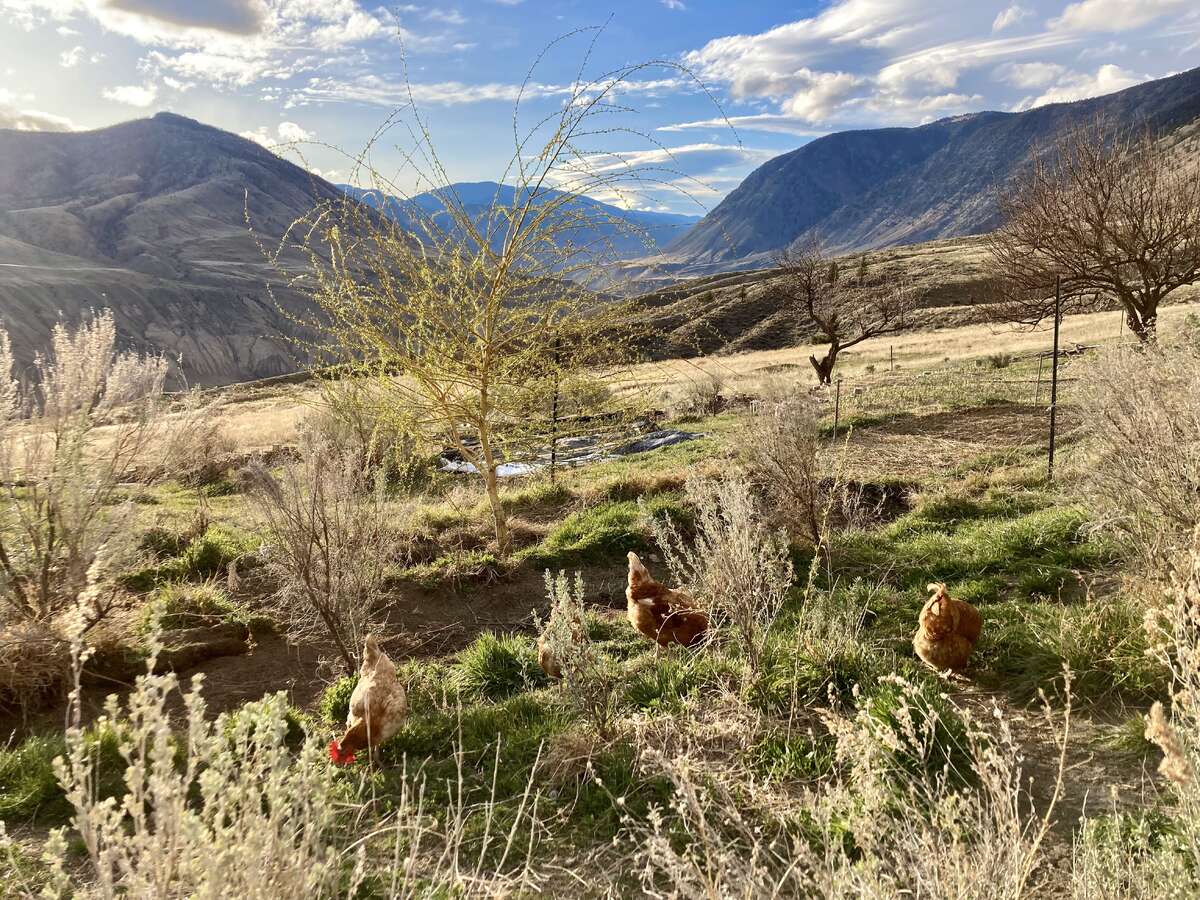 2/3 acre of terraced garden beds.