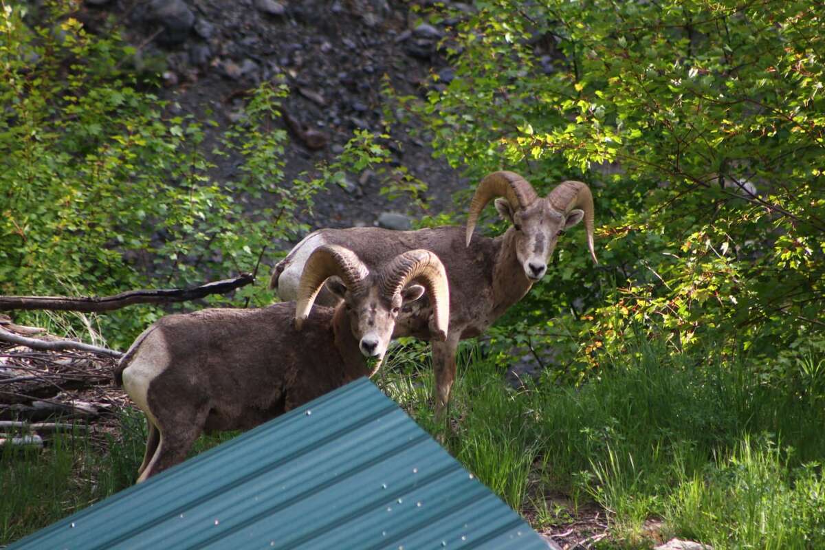 Prime Bighorn Sheep habitat.