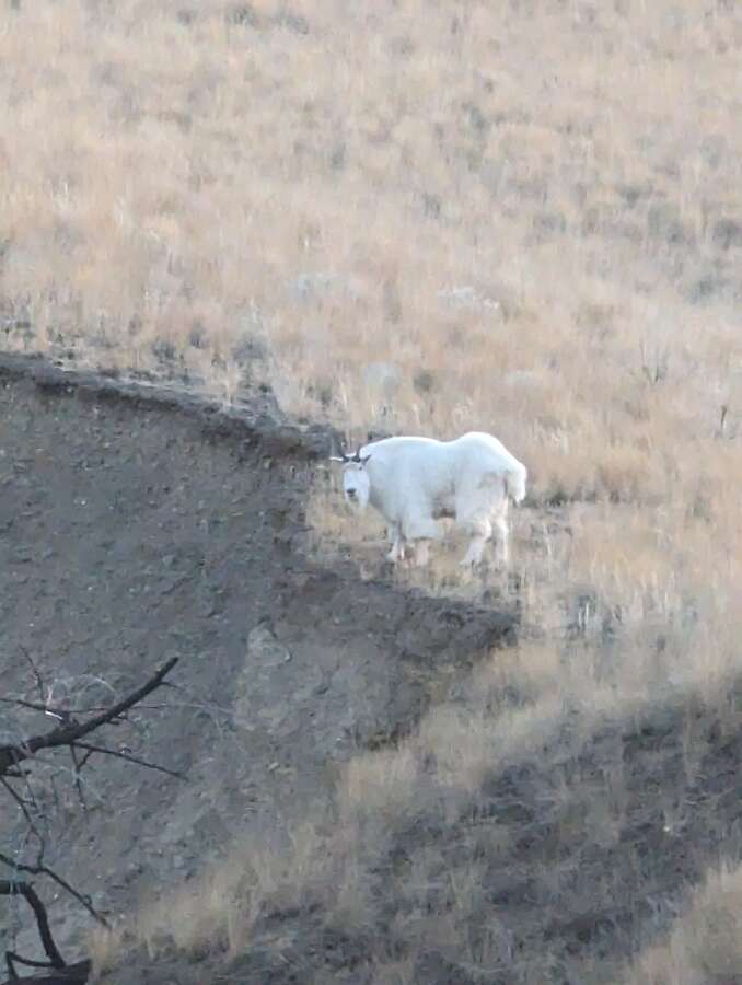 Surprise visit from a Mountain Goat!