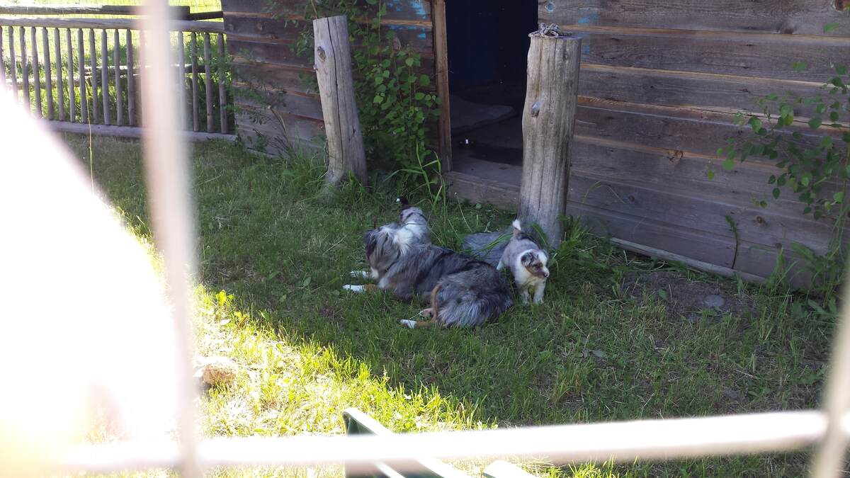 Doggie Condo (fenced in)