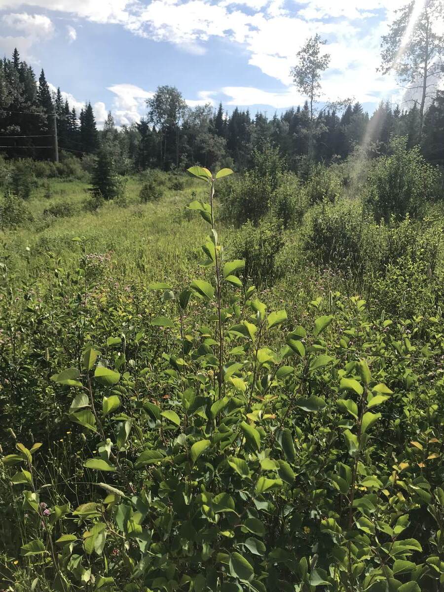 Vacant Land / Acreage For Sale in Francois Lake, BC