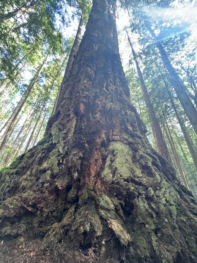 Property is Surrounded by Large Trees